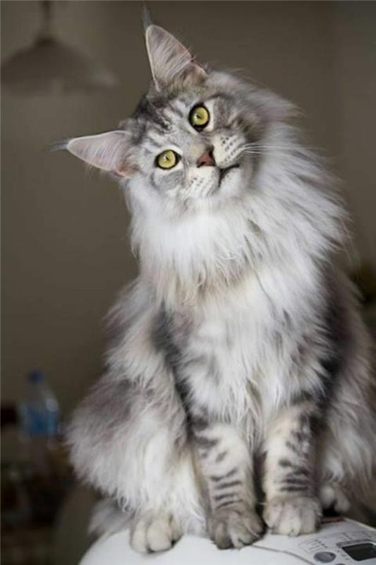 Cat-Maine-Coon-a-pretty-obrov-v-šedej-bielej-tichej-a-láskavej mačke