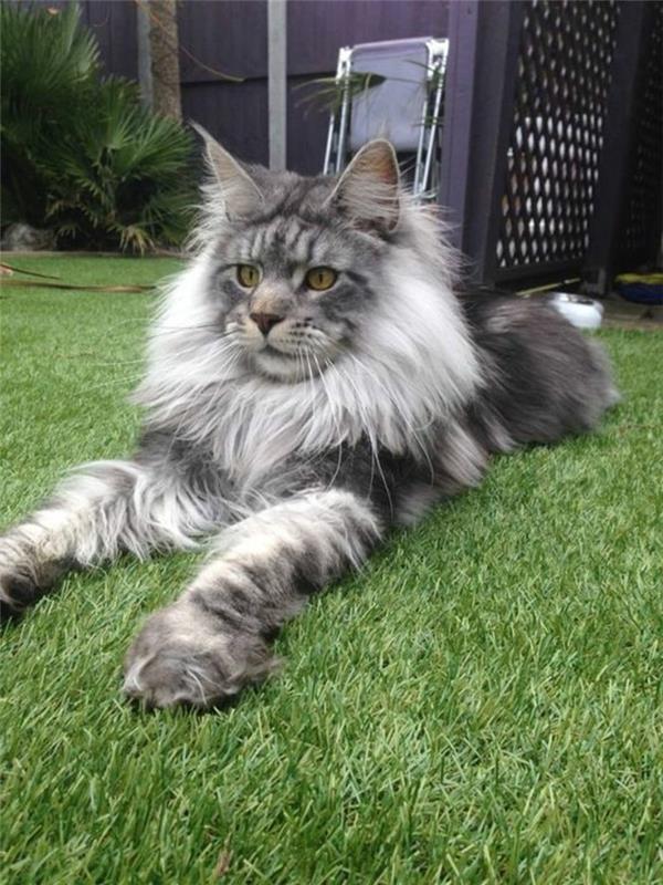 maine-coon-cat-a-hand-coon-resting-on-the-trávnik