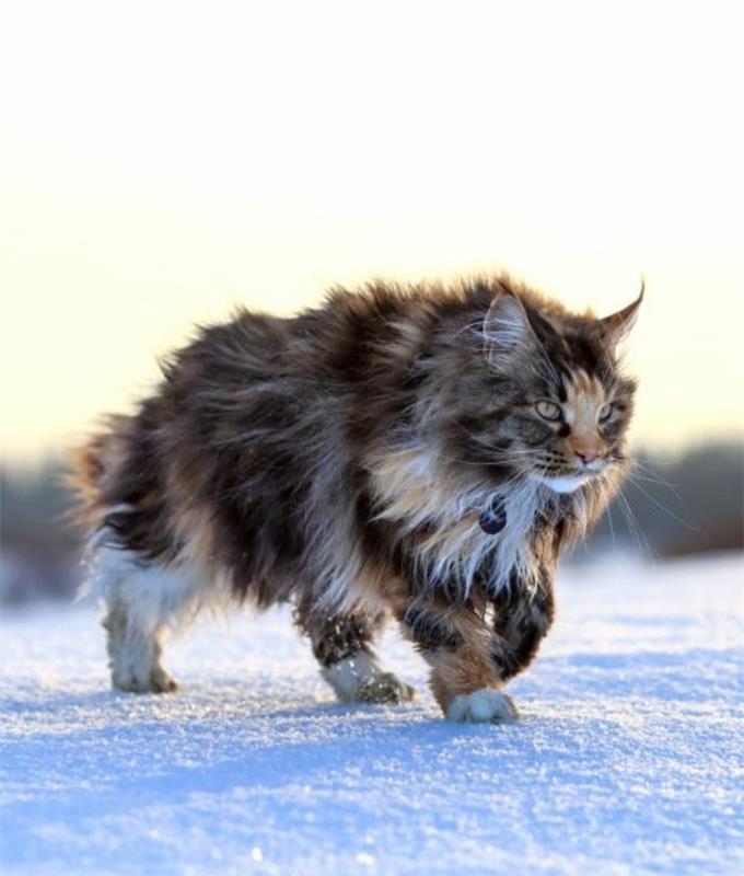 cat-maine-coon-a-beautiful-female-who-procházky-v-snehu