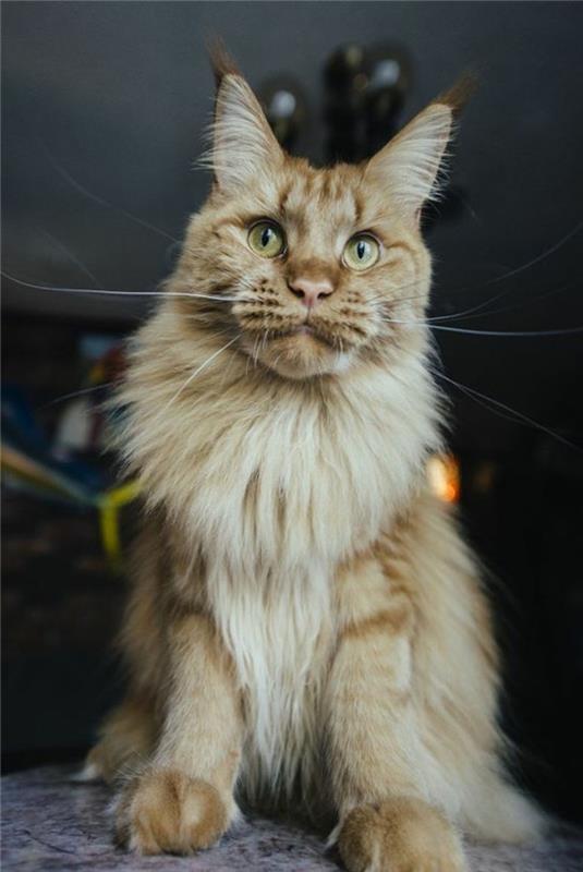 maine-coon-cat-a-touching-face-red-coon-hand