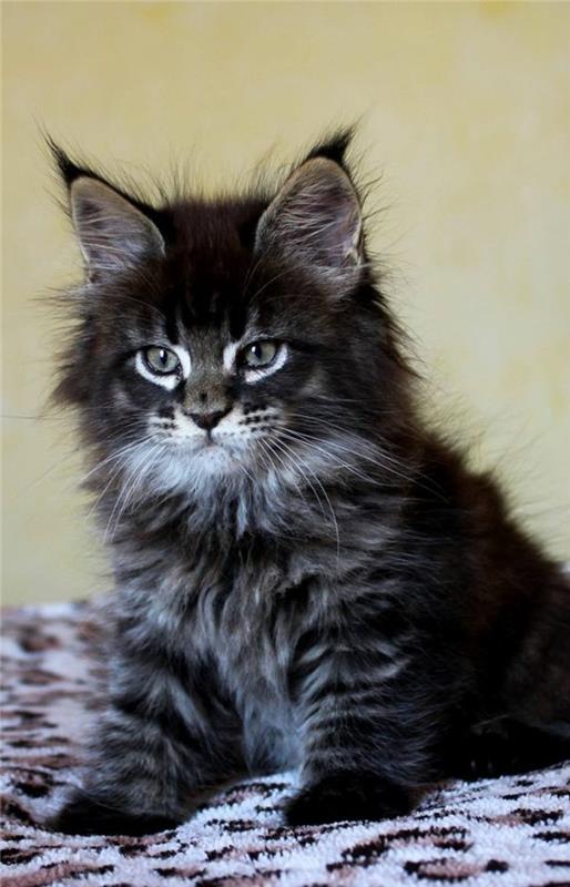 cat-maine-coon-a-small-fur-ball