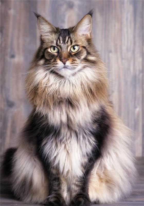 maine-coon-cat-a-maine-coon-princezná-portrét