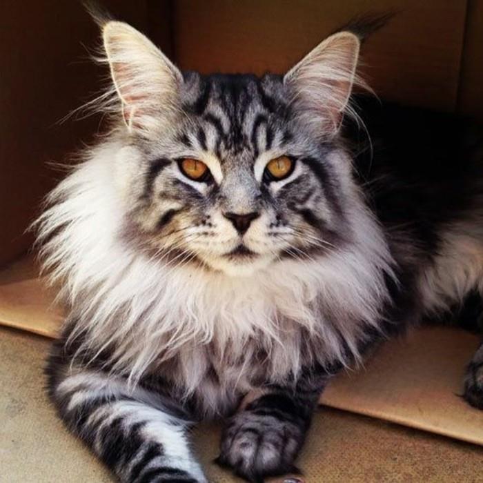 cat-maine-coon-coming-from-the-forest-of-north-american