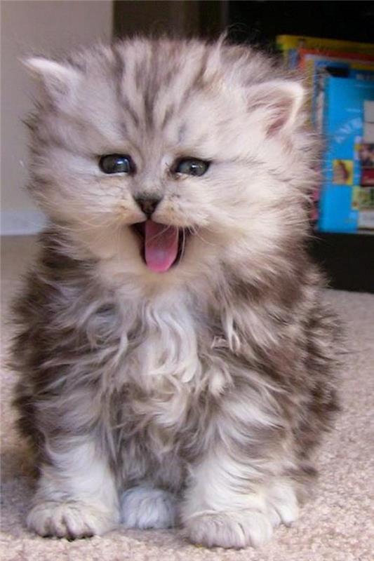 extra långhårig-persisk-väldigt-söt-katt