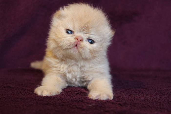 vänlig persisk-baby-röd-katt