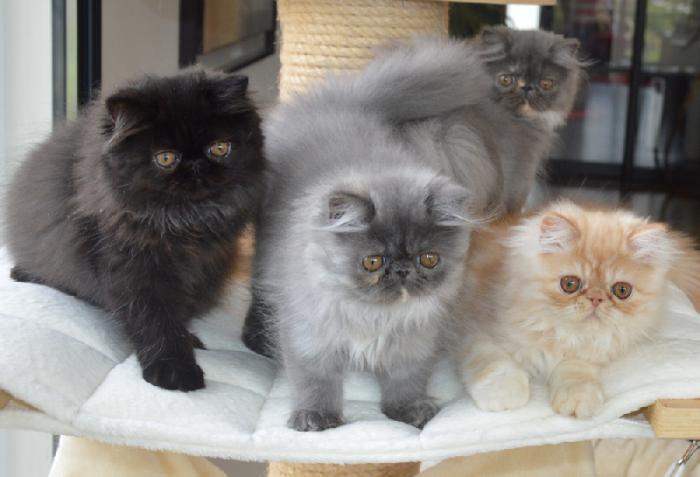 persisk-katt-ras-persisk-katt-hemma