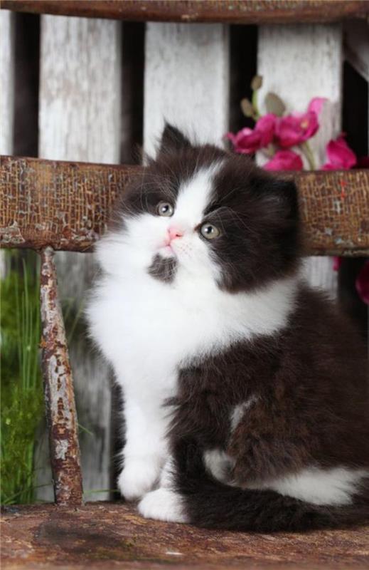 svart-vit-persisk-katt-liten kattunge