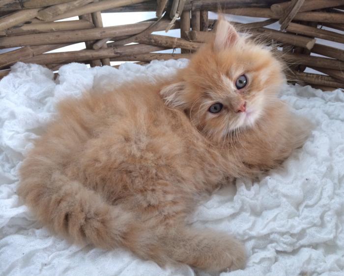 Persisk-katt-blå-ögon-väldigt-söt-katt