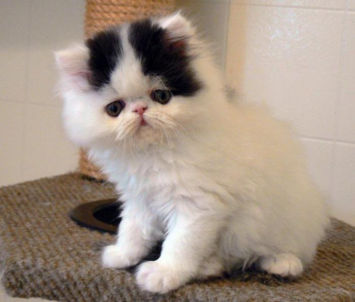 nyfiken-ser-persisk-katt