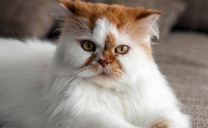 persisk-katt-fantastisk-röd-och-vit-katt