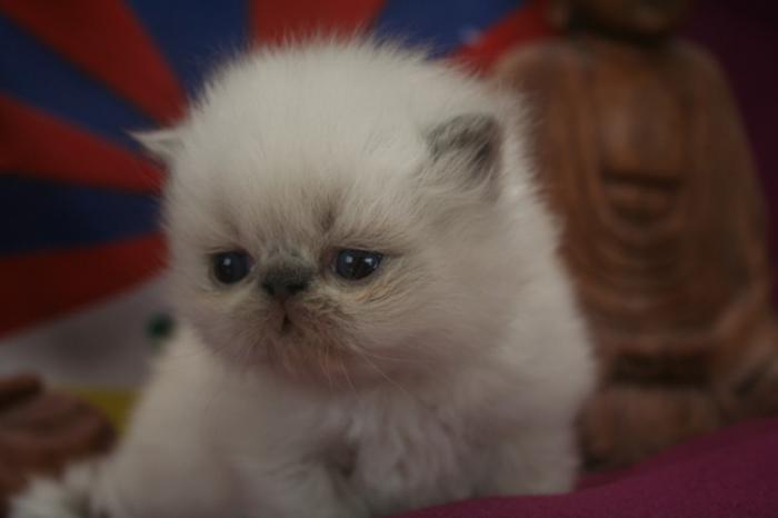 persisk-katt-småbarn-persisk-baby-katt