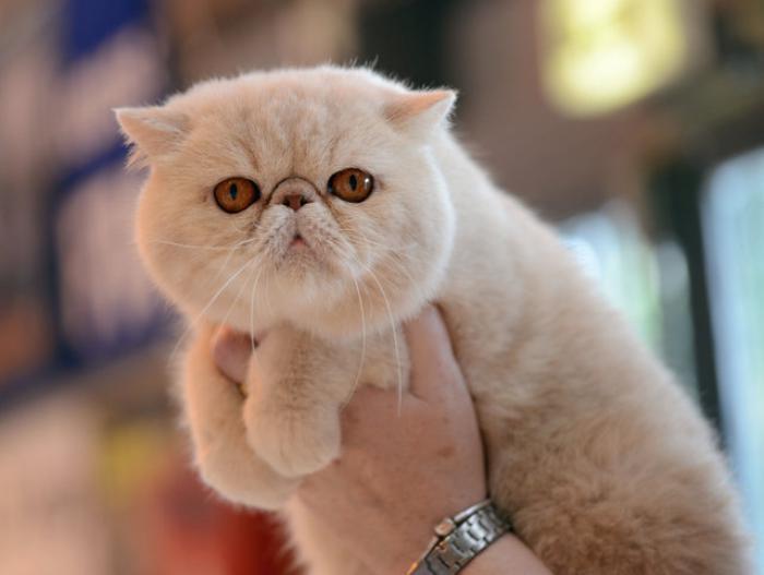 persisk-katt-blicken-av-den-persiska-katten