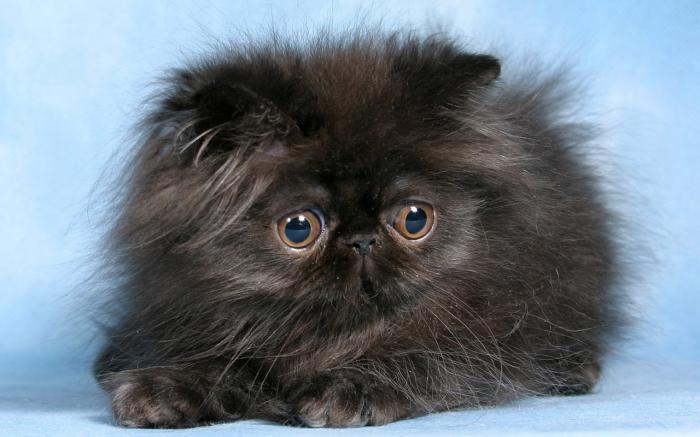 svart-persisk-katt-liten-söt-boll