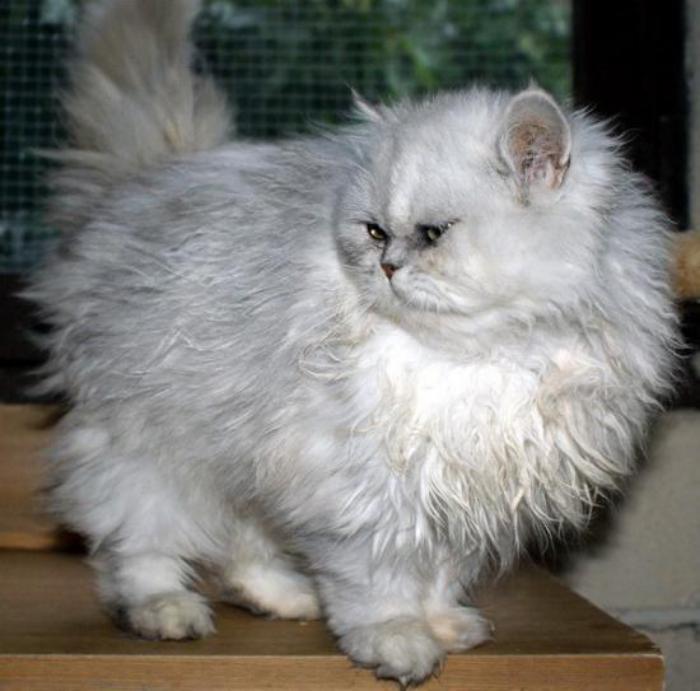 Persisk-fantastisk-katt-grå-vit-mycket rundad