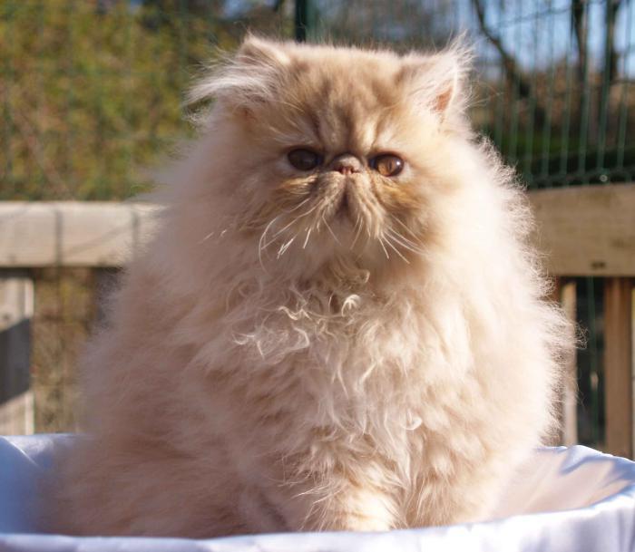 majestätisk-röd-persisk-katt-mycket-hårig-och-vacker