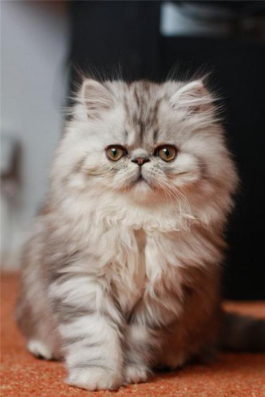 bedårande-persisk-katt-ung-persisk-katt