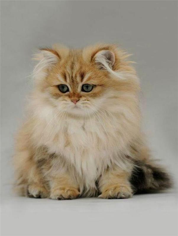 persiska-katt-husdjur-bedårande-katter-och-hundar