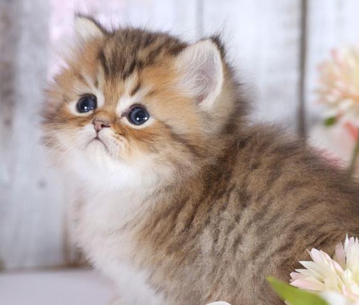söt-baby-kattunge-persisk-katt