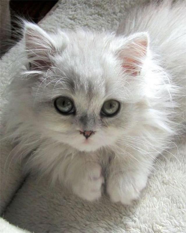 baby-chinchilla-vit-persisk-katt