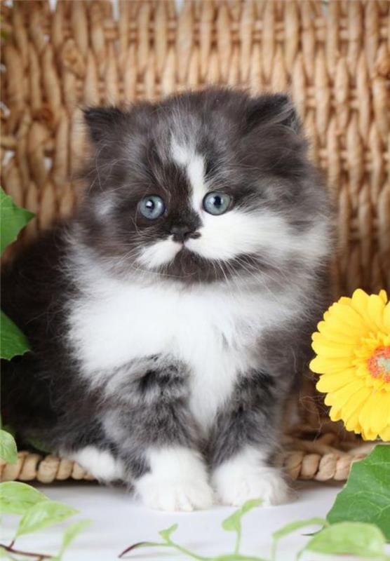 söt-persisk-baby-persisk-katt