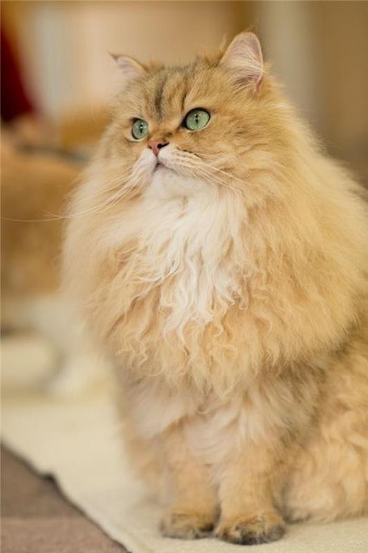 beige-persisk-katt-med-gröna-ögon-och-mycket-hårig