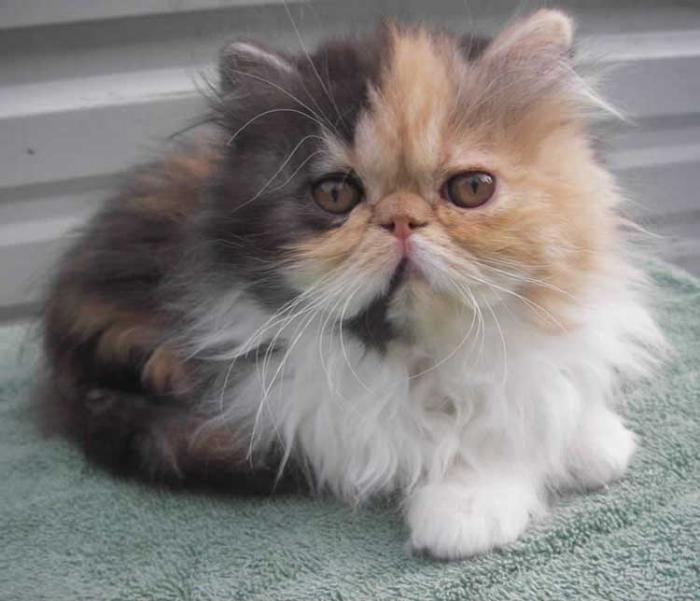 katt-persisk-kaliko-persisk-tricolor-grå-vit-och-röd