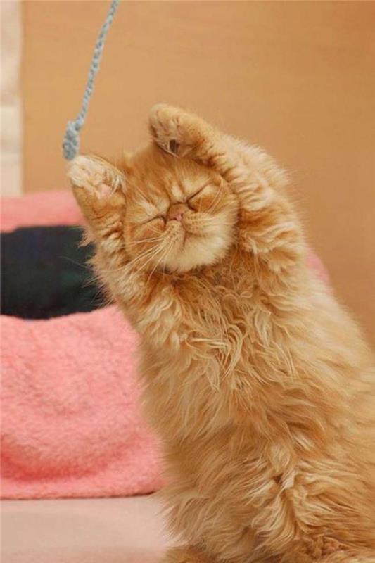 persisk-katt-långhårig-katt-gör-gymnastik