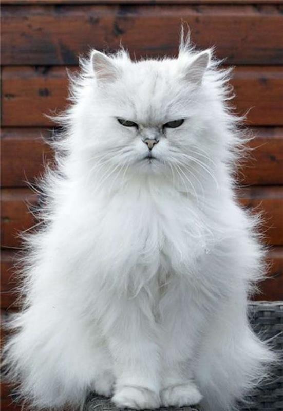 persisk-katt-majestätisk-ser-vit-katt