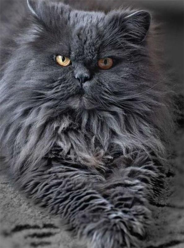 Persisk-katt-grå-antracit-persisk-ras