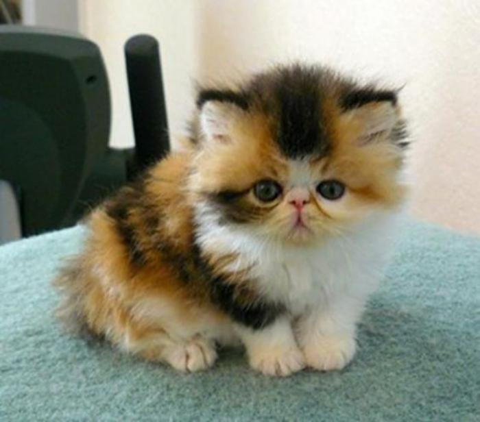 persisk-katt-söt-katt-i-tre-färger