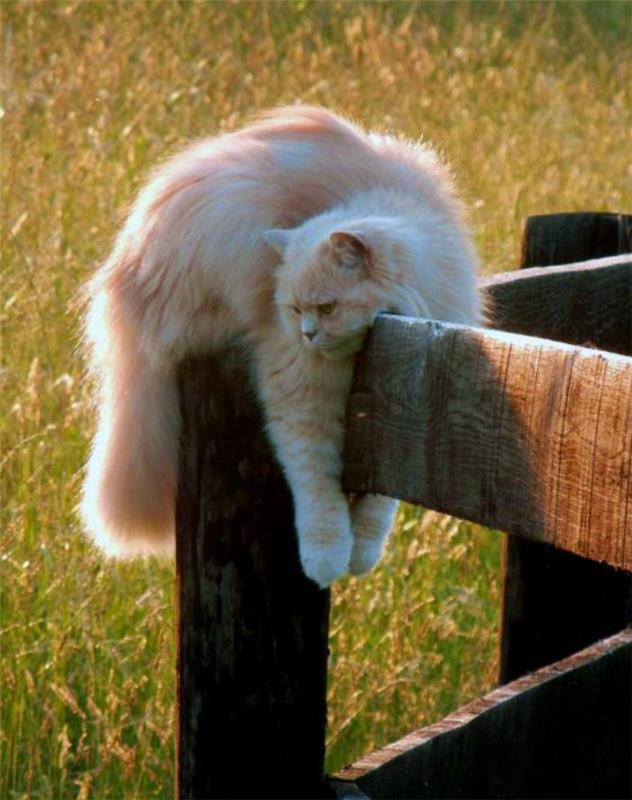 Persisk-katt-katt-som-älskar-promenader-i-omgivningarna