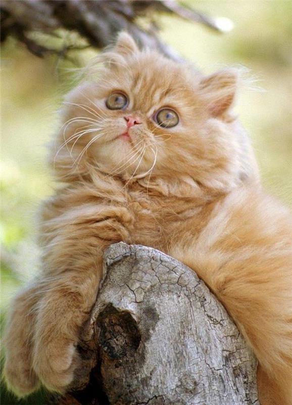 långhårig-ingefära-katt-persisk-katt