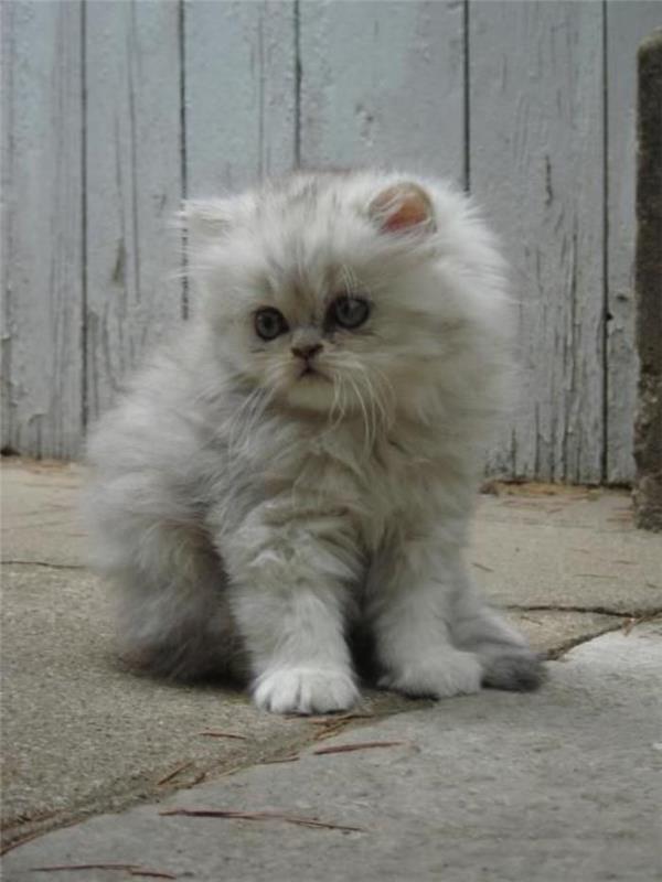 blyg persisk-kattunge-bedårande-katt