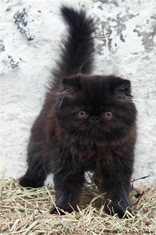 persisk-katt-persisk-svart-kattunge