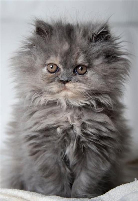 katt-persisk-hårig-kattunge-grå-bruna ögon
