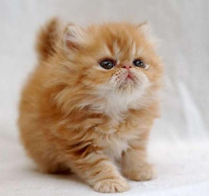 långhårig-mycket-mjukhårig-persisk-persisk-katt