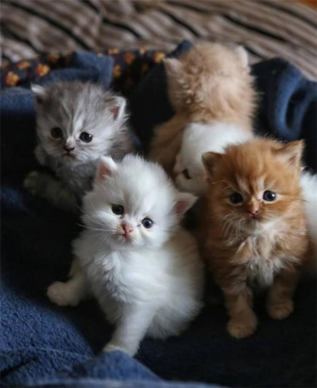 persisk-katt-bedårande-kattungar-några-veckor gamla