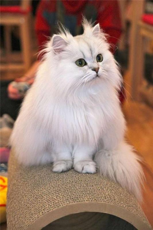 persisk-chinchilla-katt-silver-färg-mycket-vacker