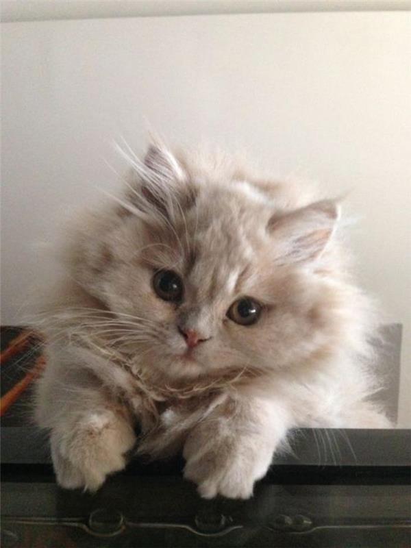 persisk-katt-korsning-av-persisk-katt-en-ganska-liten-röd-färgad-katt