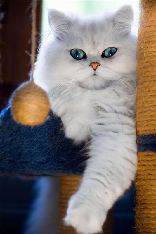 Persisk-korsning-katt-perasan-persisk-chinchilla