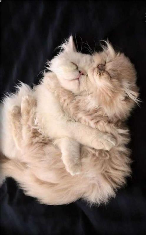 persisk-katt-två-persiska-katter-som-älskar varandra
