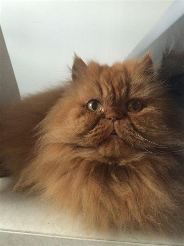 Persisk-katt-stor-röd-katt-raserna-av-huskatter