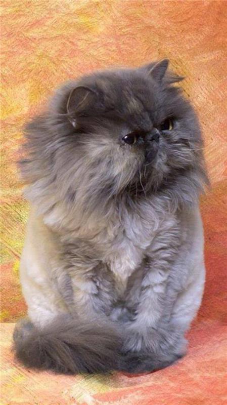 grå-persisk-katt-grå-persisk-ras-katt