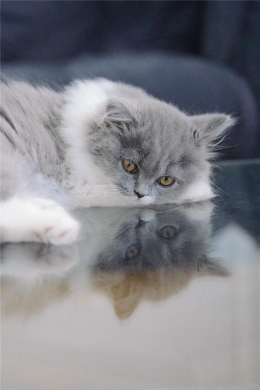 persisk-katt-bilder-av-persiska-katter-grå-och-vit-katt-huskatt