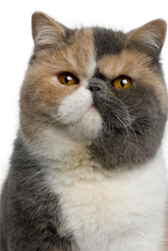 persisk-katt-ganska-korthårig-persisk-katt