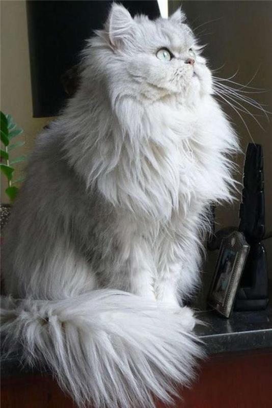 Persisk-katt-det-perfekta-husdjuret