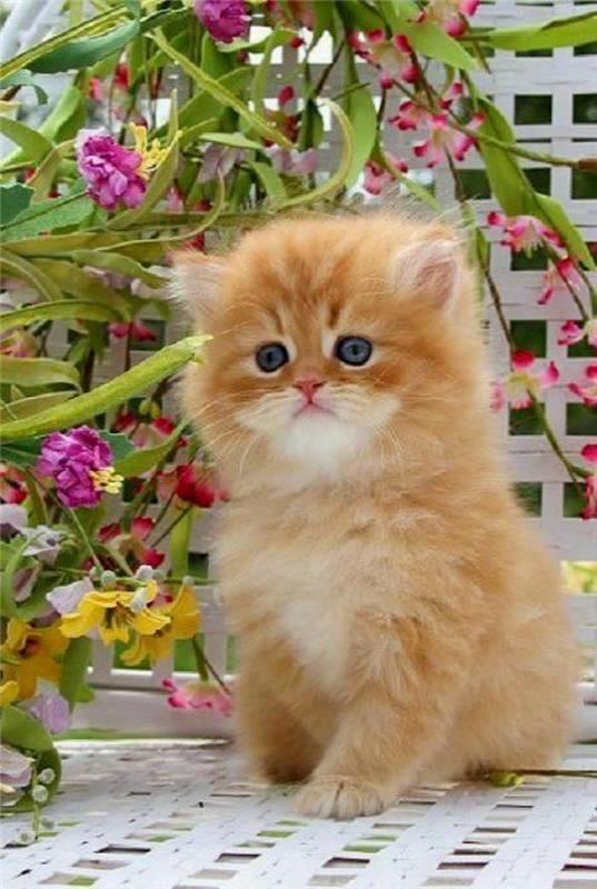 persiska-katt-ras-persiska-katter-husdjur
