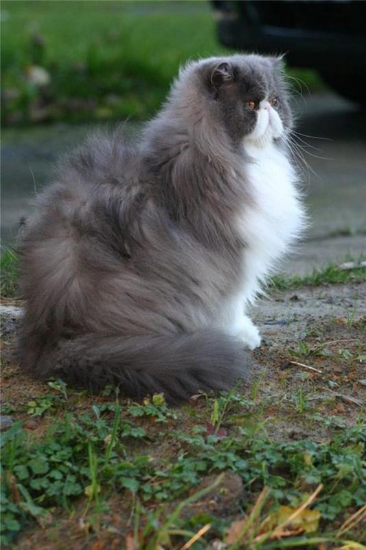 majestätisk-persisk-katt-en-hårig-och-aristokratisk-ras