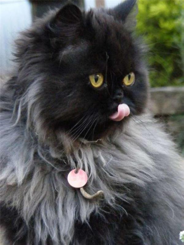 mycket-vacker-och-mycket-långhårig-svart-persisk-katt