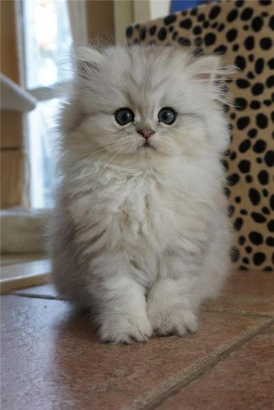 persisk-katt-liten-vit-katt-som-ser-söt ut